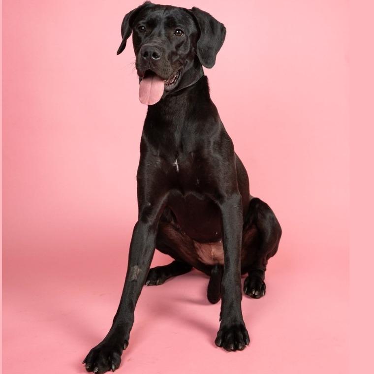 Enlarge Ninja, a Adoptable mixed breed in Clarksville, TN image 6/6