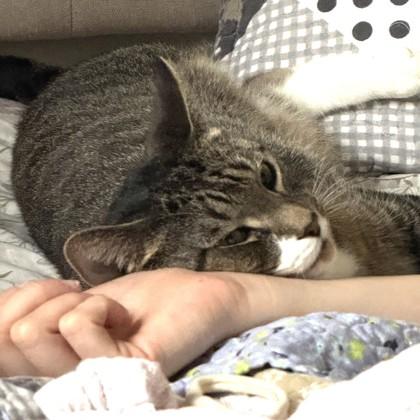 Lilith, Adoptable, Adult Female Domestic Short Hair & Domestic Short Hair.