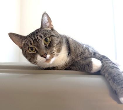 Enlarge Lilith, a Adoptable mixed breed in Washington, DC image 2/3