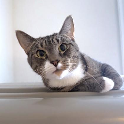 Enlarge Lilith, a Adoptable mixed breed in Washington, DC image 3/3