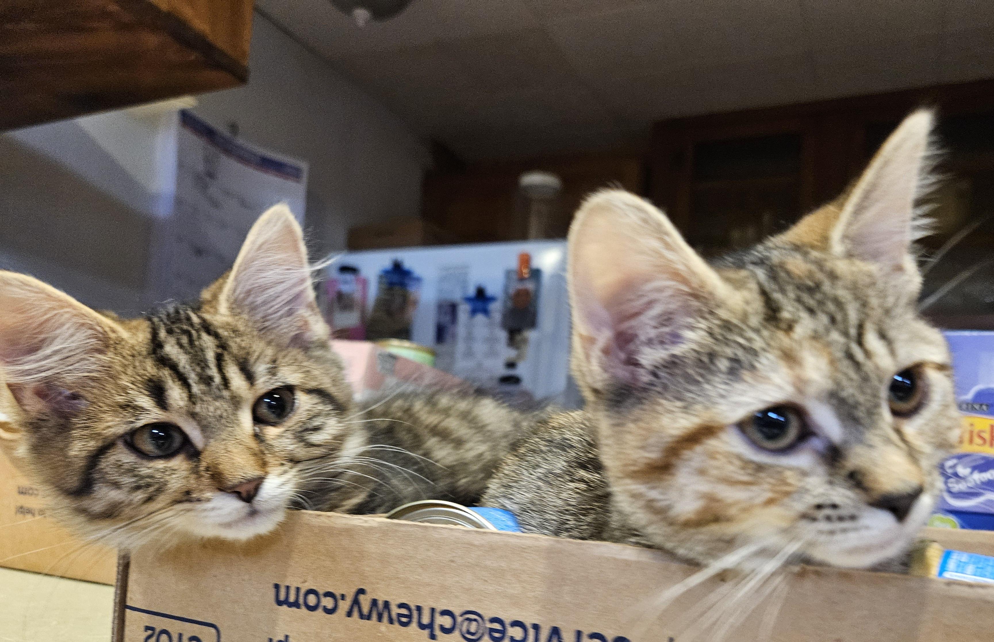 Gemini & Libra-PAIR!