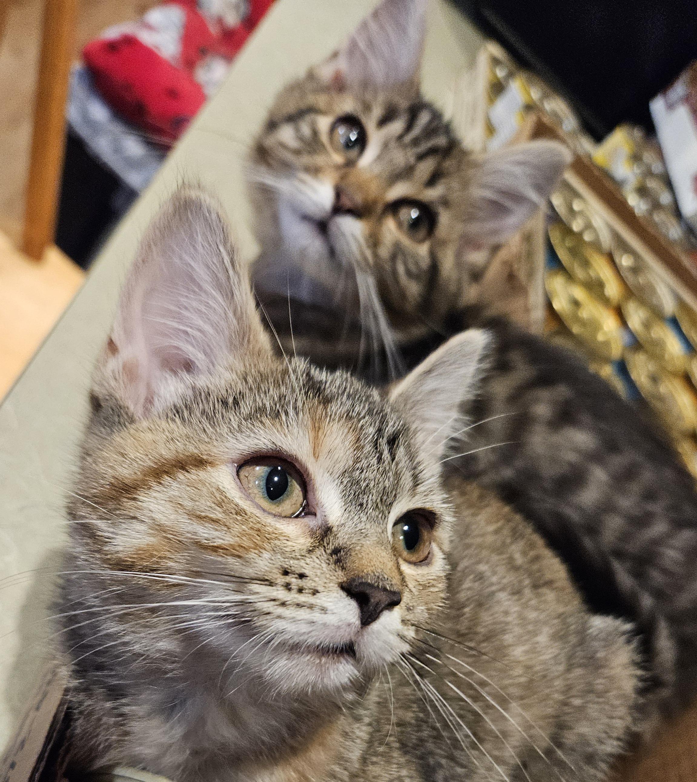 Gemini & Libra-PAIR!