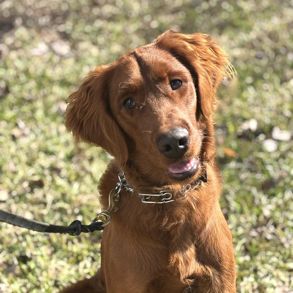 Buddy, Adoptable, Young Male Golden Retriever & Irish Setter.