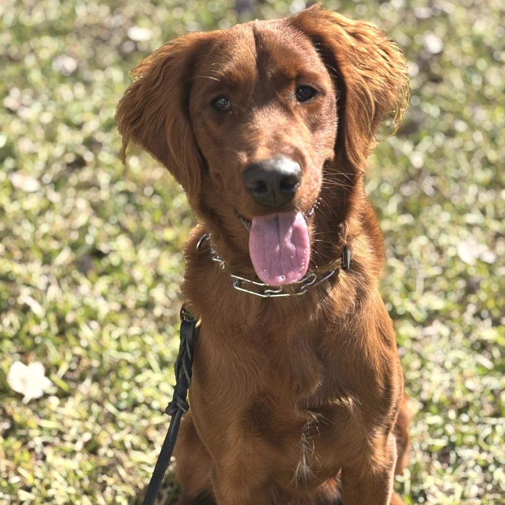 Enlarge Buddy, a Adoptable mixed breed in Myrtle Beach, SC image 2/4