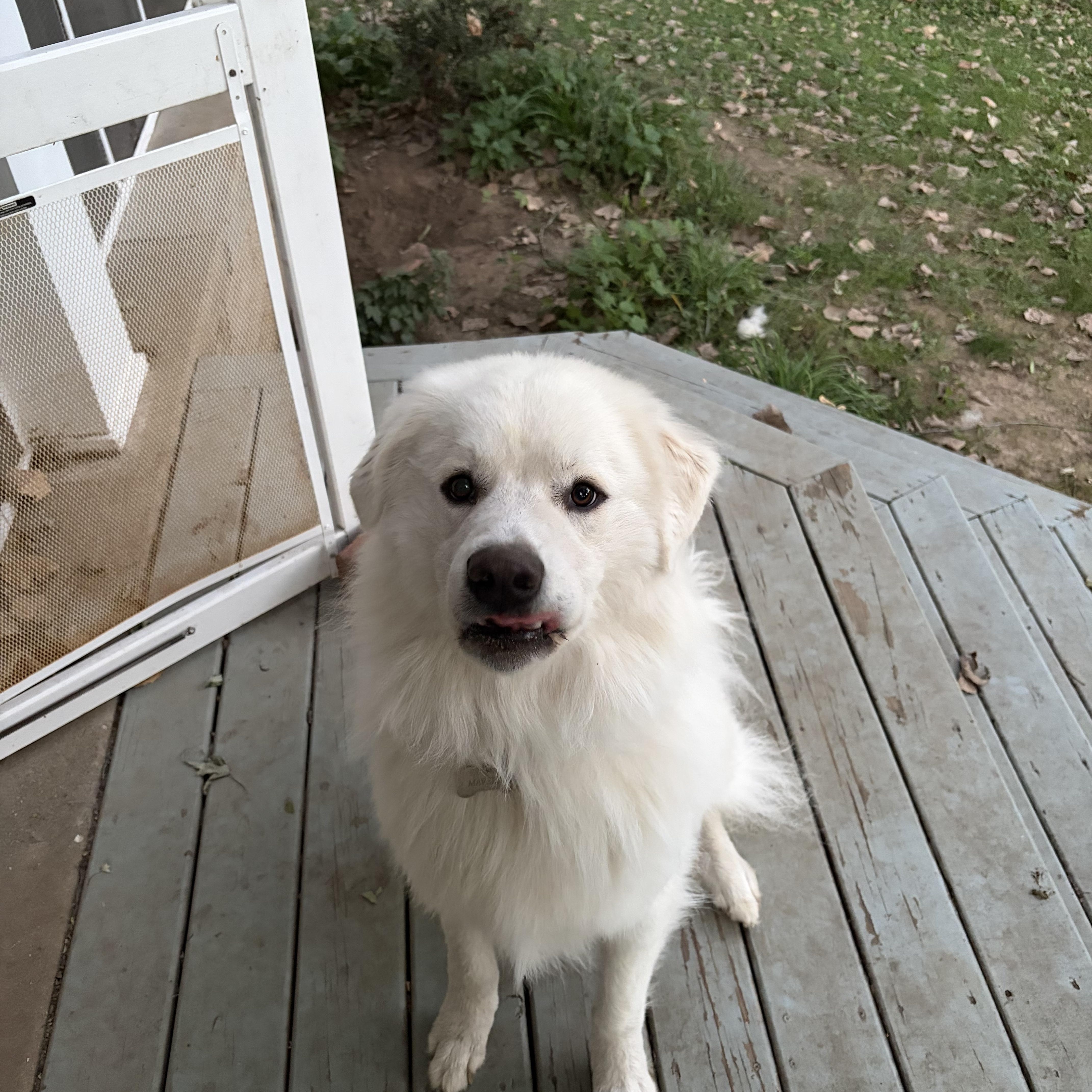 Enlarge Maverick, a Adoptable Great Pyrenees in Tinley Park, IL image 2/3