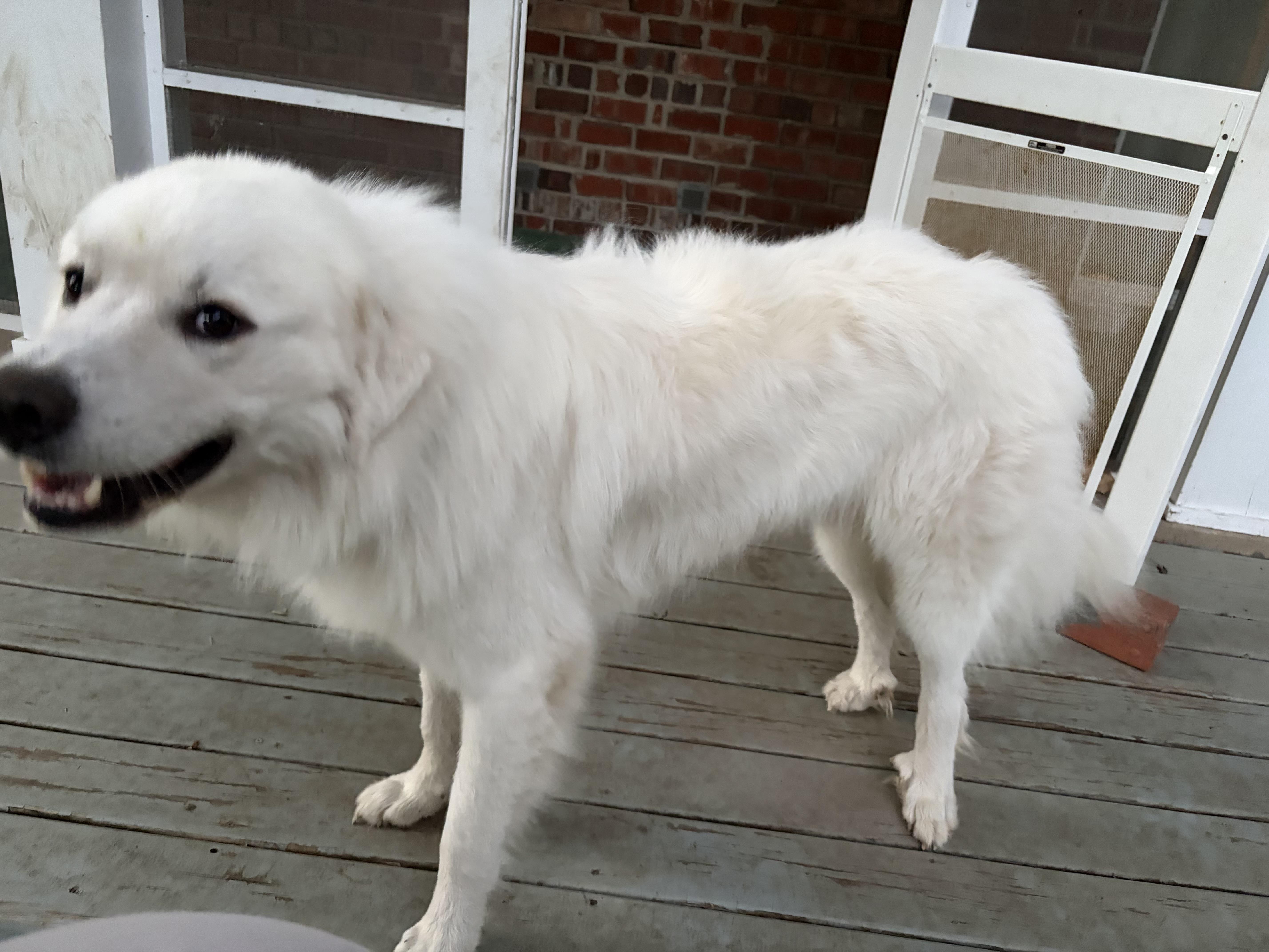 Enlarge Maverick, a Adoptable Great Pyrenees in Tinley Park, IL image 3/3