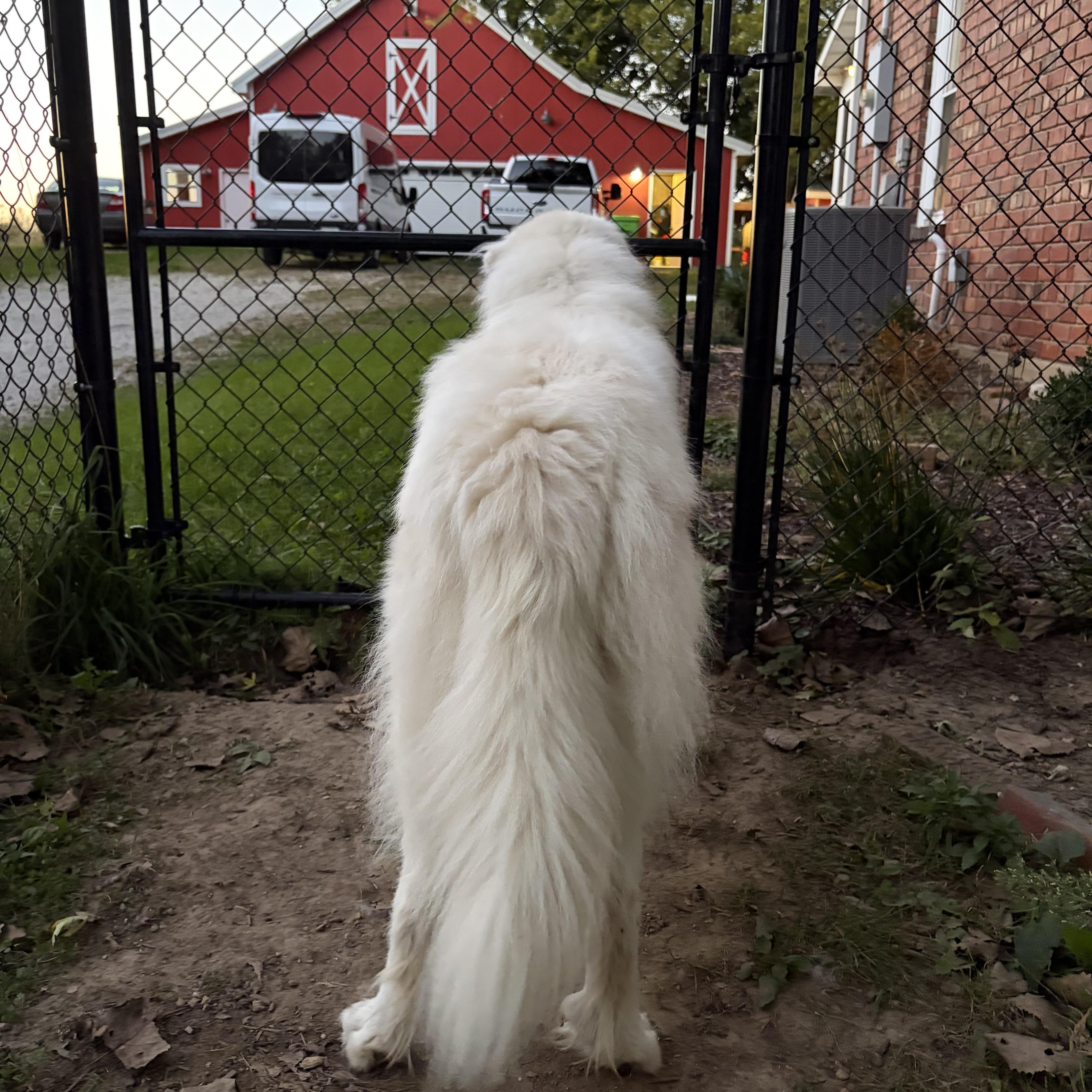 Enlarge Maverick, a Adoptable Great Pyrenees in Tinley Park, IL image 1/3