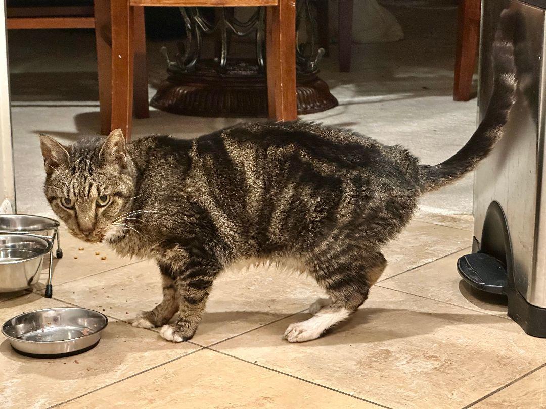 Calvin, a Adoptable Tabby in Oakland Park, FL image 1/3