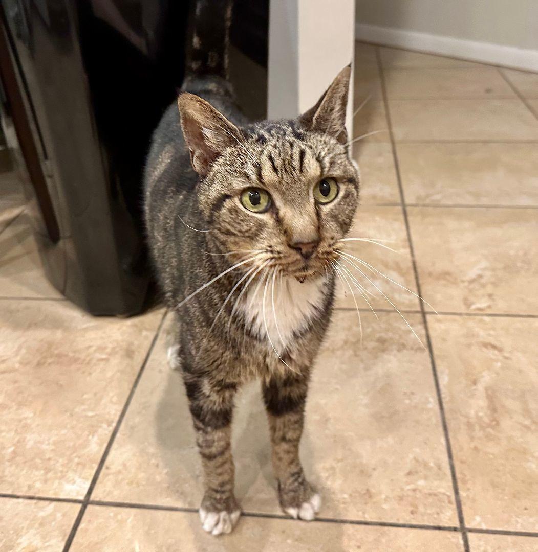Calvin, a Adoptable Tabby in Oakland Park, FL image 2/3