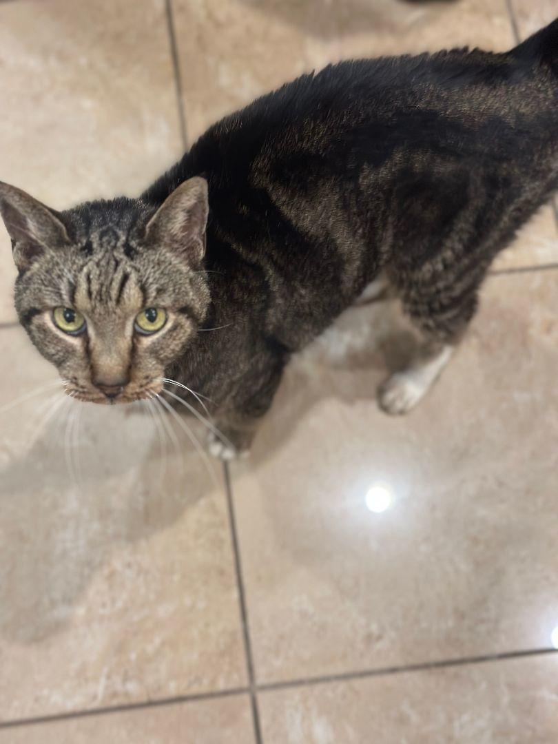 Calvin, a Adoptable Tabby in Oakland Park, FL image 3/3