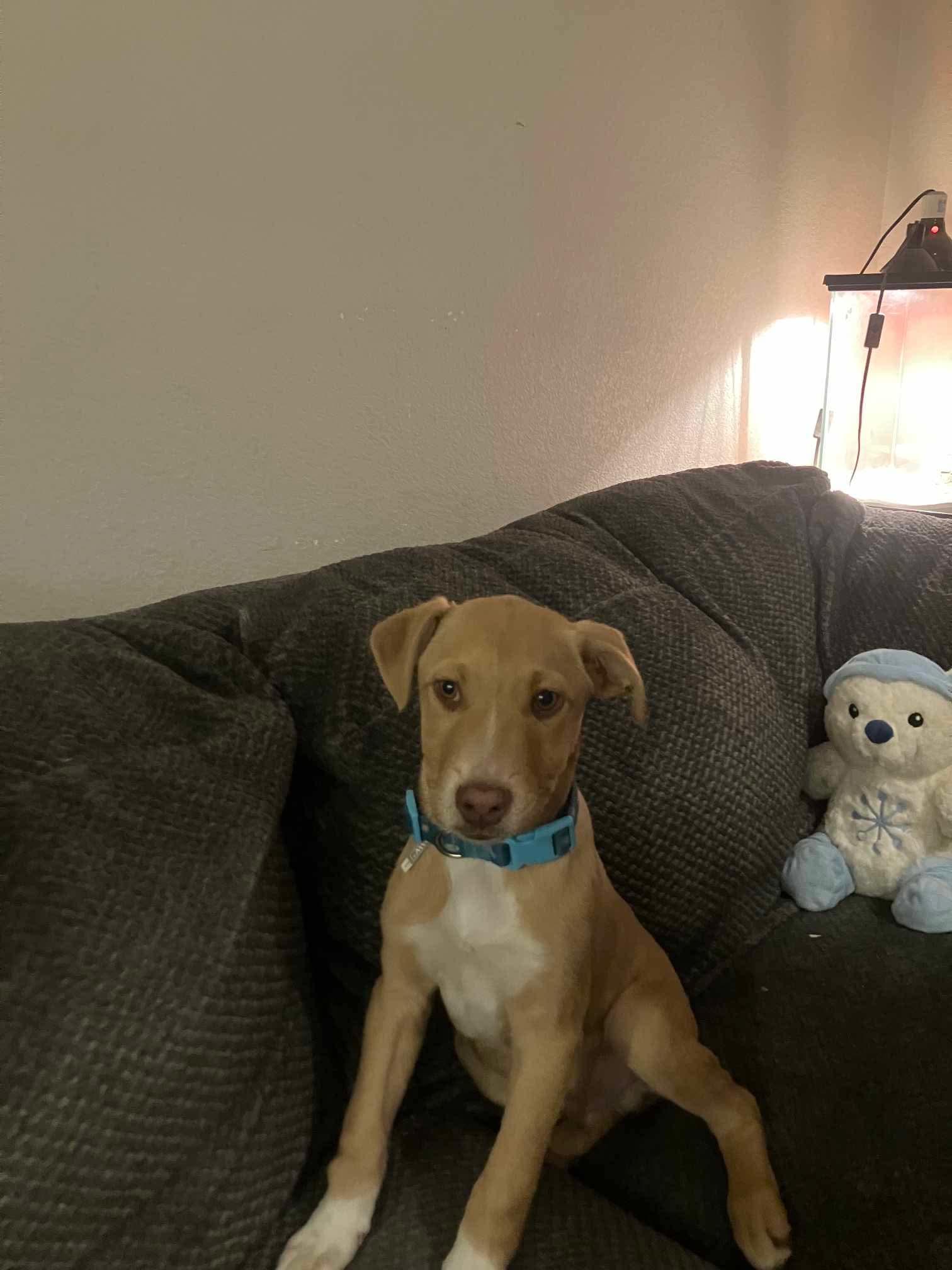 Tuck, ADOPTABLE, Puppy Male Pit Bull Terrier.