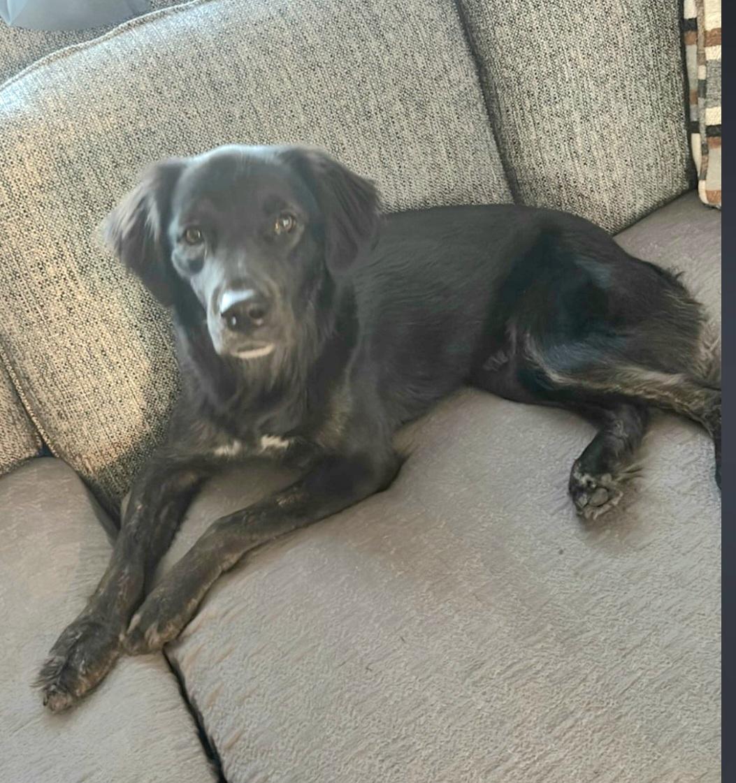 Enlarge Gigi , a ADOPTABLE mixed breed in Weeki Wachee, FL image 1/6