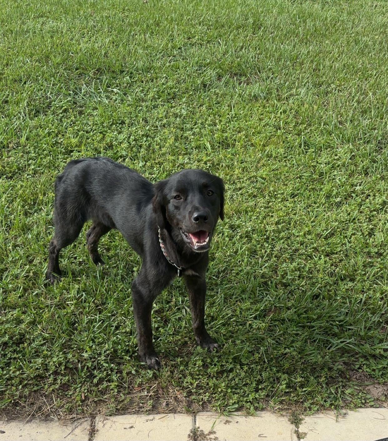 Enlarge Gigi , a ADOPTABLE mixed breed in Weeki Wachee, FL image 4/6
