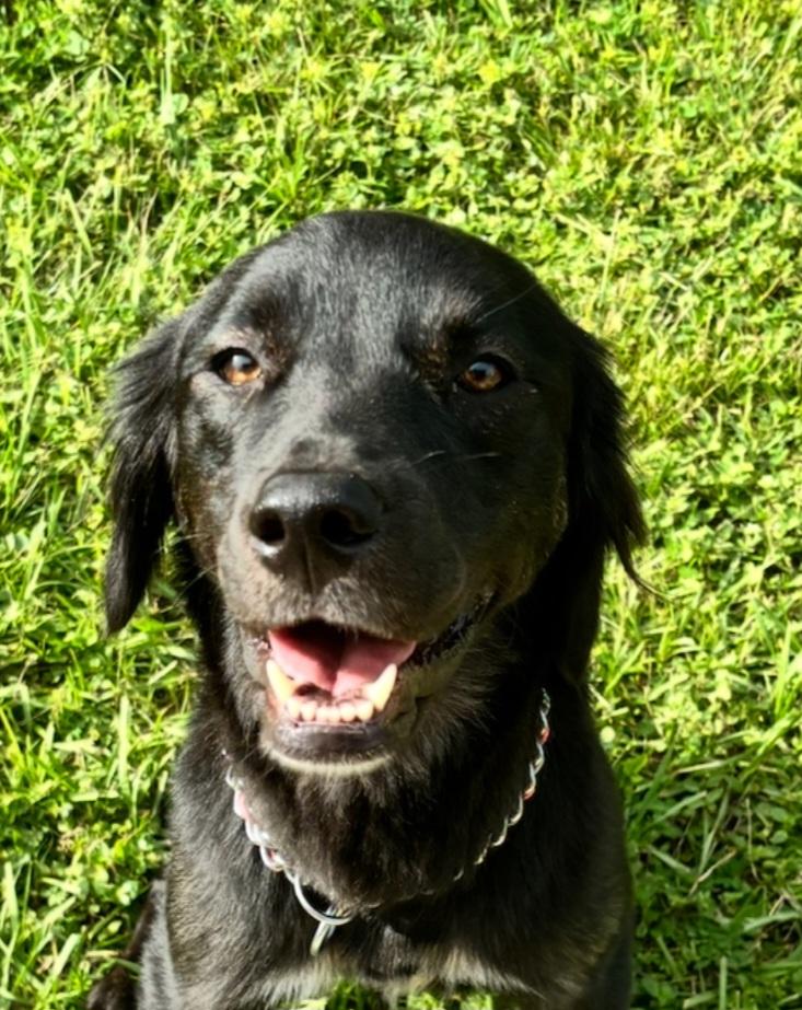 Enlarge Gigi , a ADOPTABLE mixed breed in Weeki Wachee, FL image 5/6