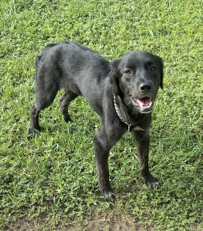 Enlarge Gigi , a ADOPTABLE mixed breed in Weeki Wachee, FL image 2/6