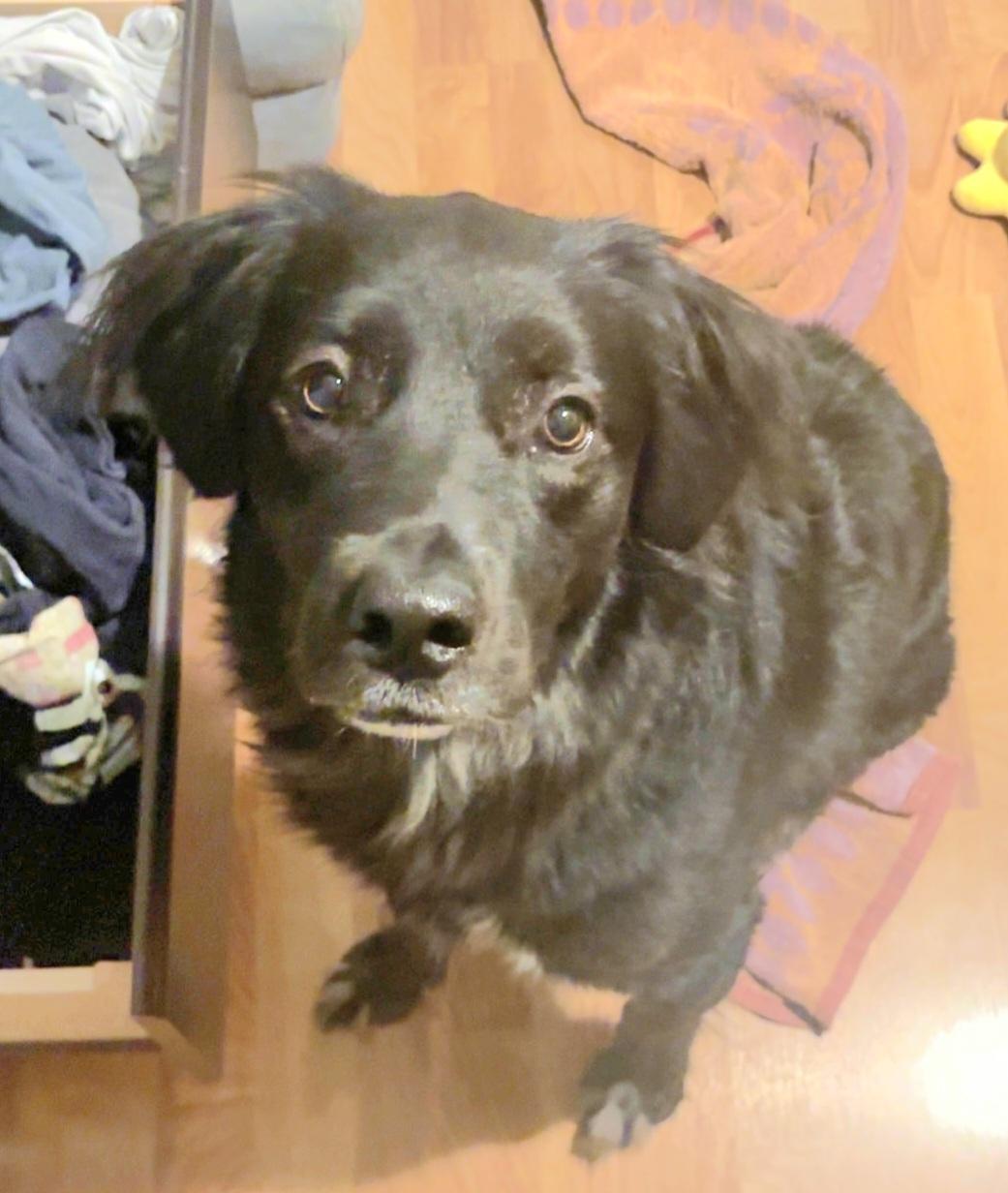 Enlarge Gigi , a ADOPTABLE mixed breed in Weeki Wachee, FL image 3/6