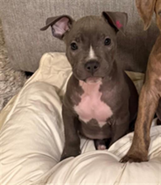 Enlarge EDDIE, a Adoptable Pit Bull Terrier in Denver, CO image 1/1