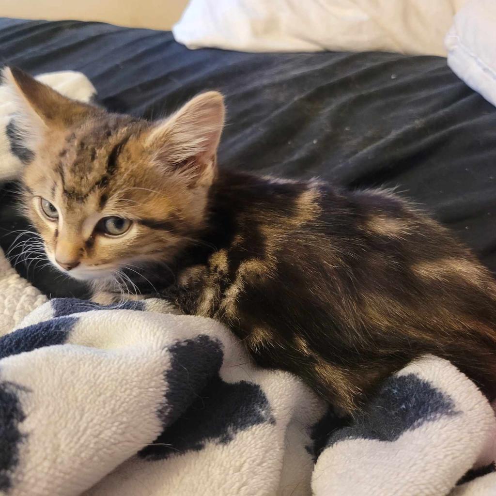 Binky, Adoptable, Adult Male Domestic Short Hair.