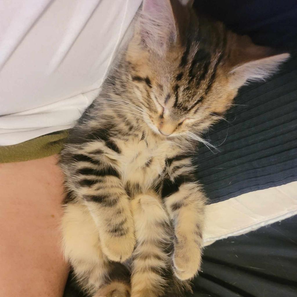 Binky, Adoptable, Adult Male Domestic Short Hair.