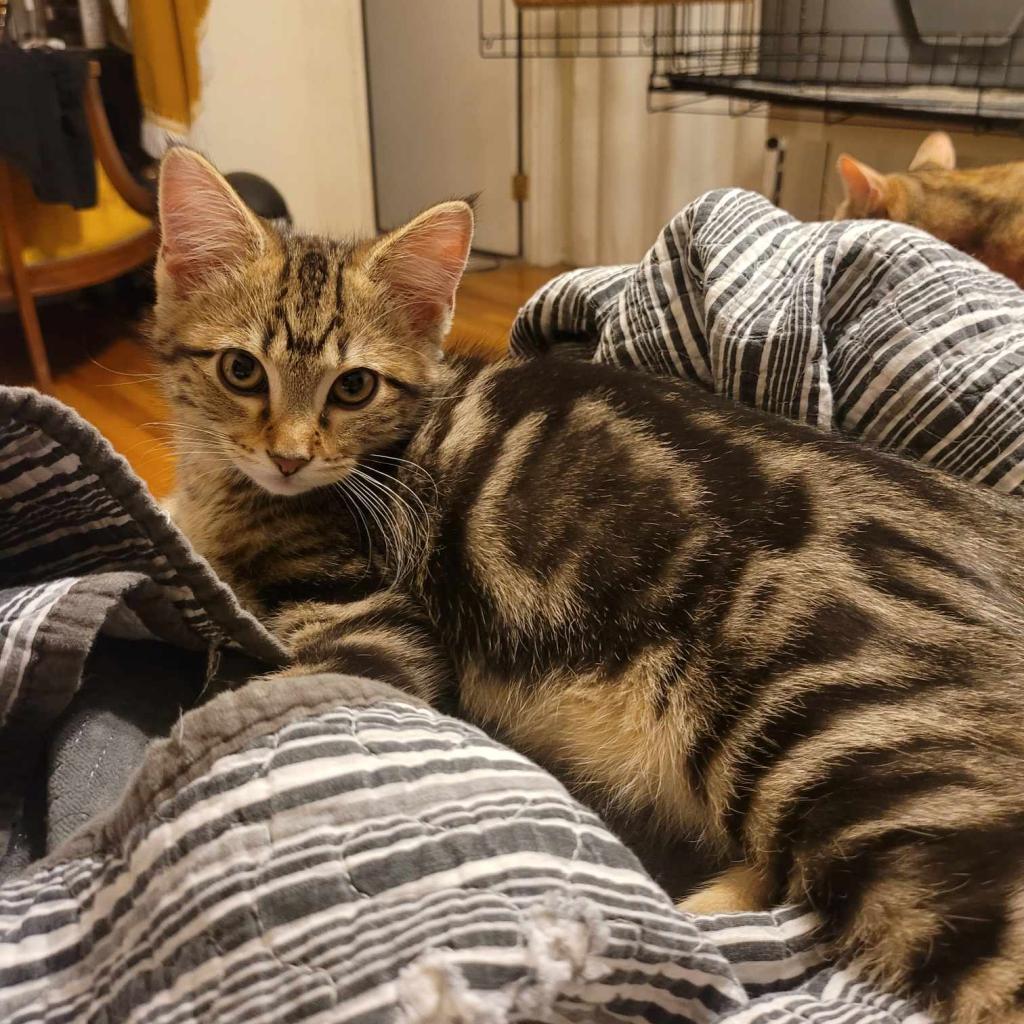 Binky, Adoptable, Adult Male Domestic Short Hair.