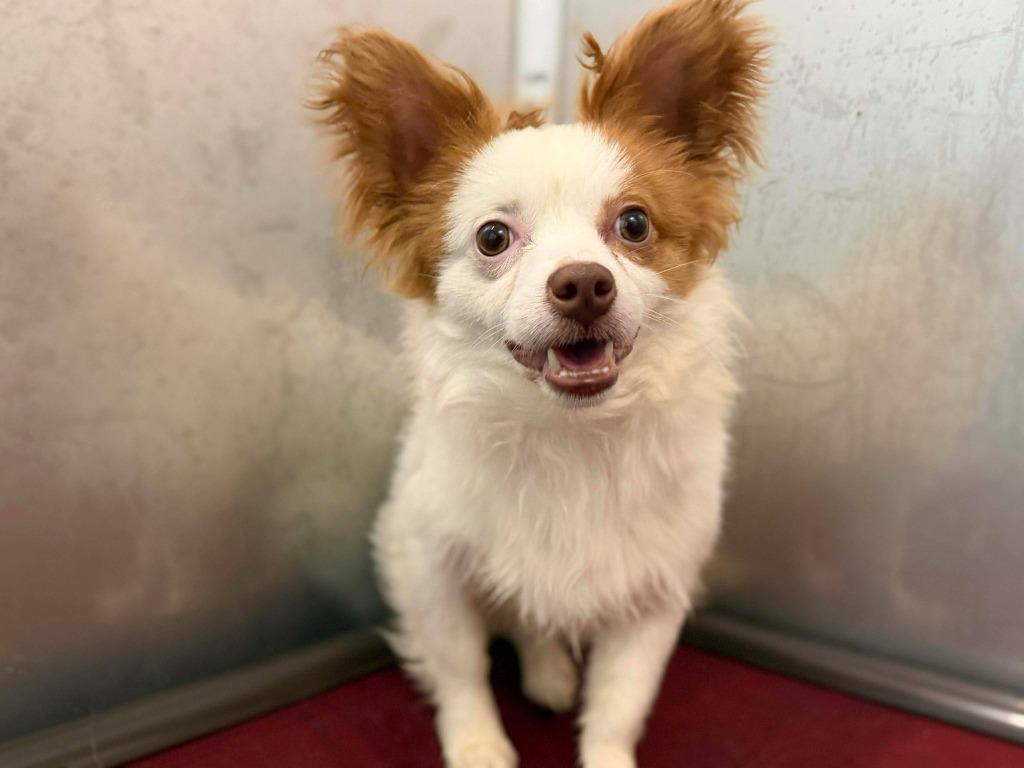 Gizmo, Adoptable, Adult Male Papillon & Mixed Breed.