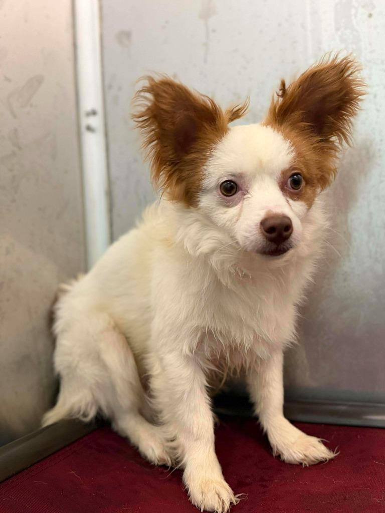 Enlarge Gizmo, a Adoptable mixed breed in Raleigh, NC image 2/3