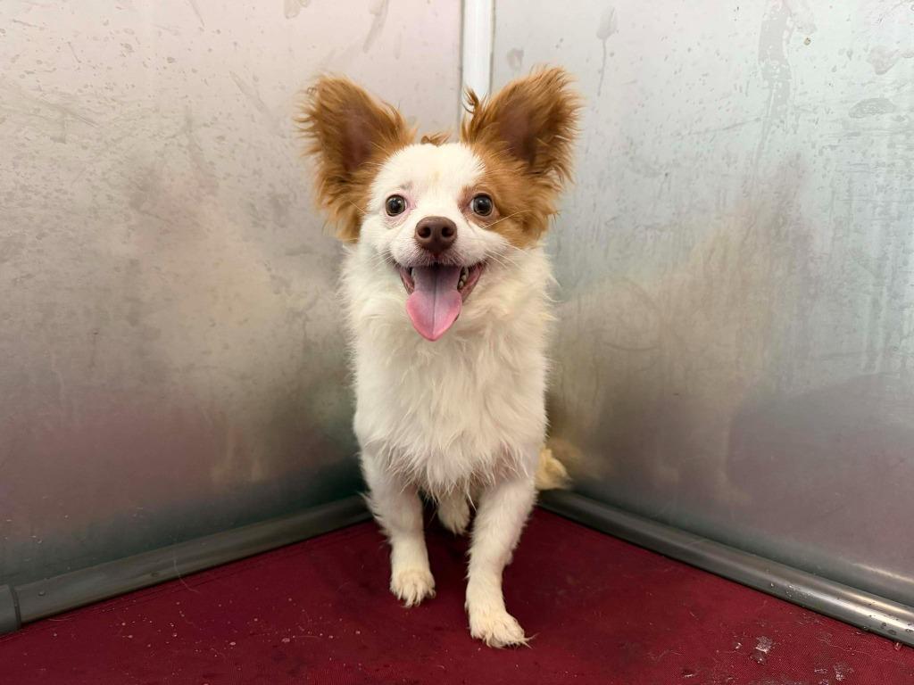 Enlarge Gizmo, a Adoptable mixed breed in Raleigh, NC image 3/3
