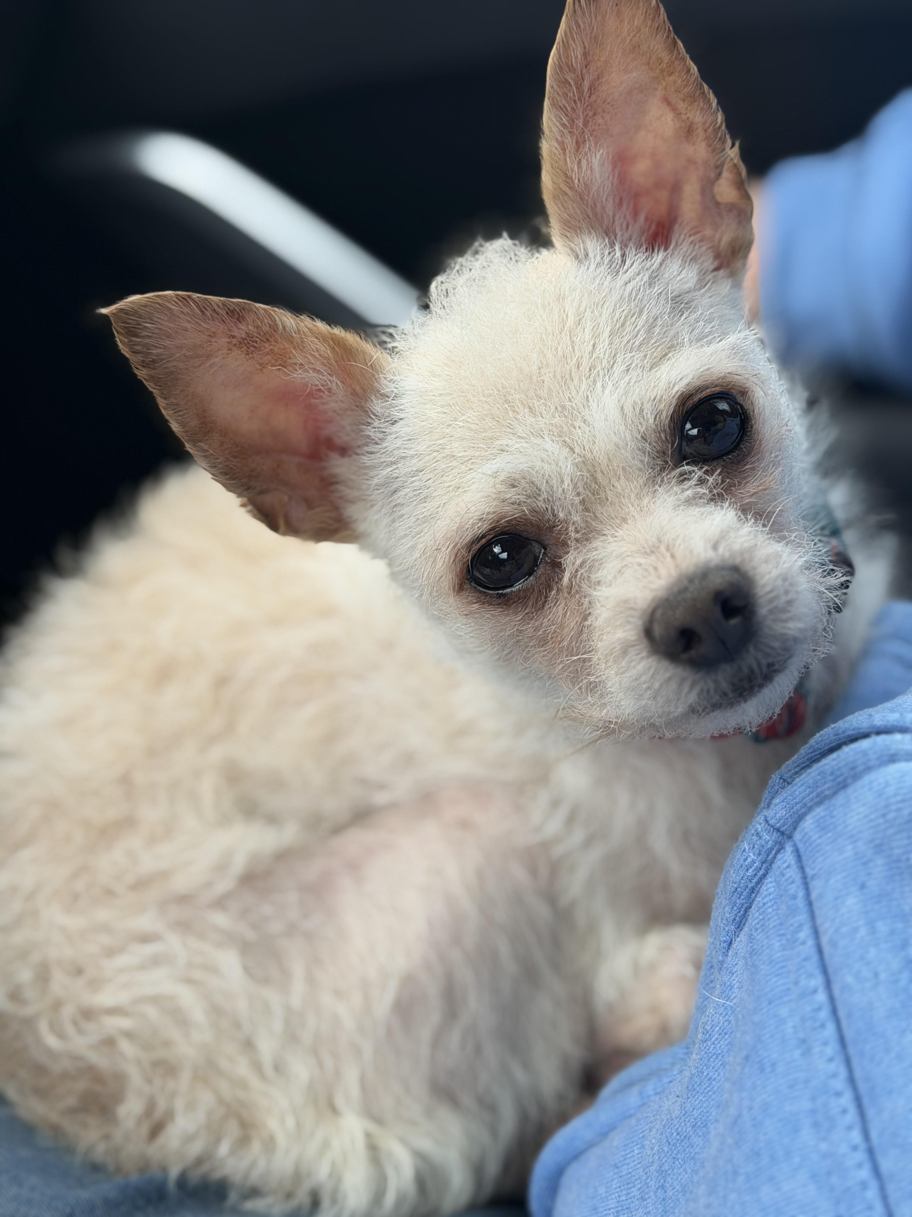 Enlarge Scotty, a Adoptable mixed breed in Yuba City, CA image 2/4