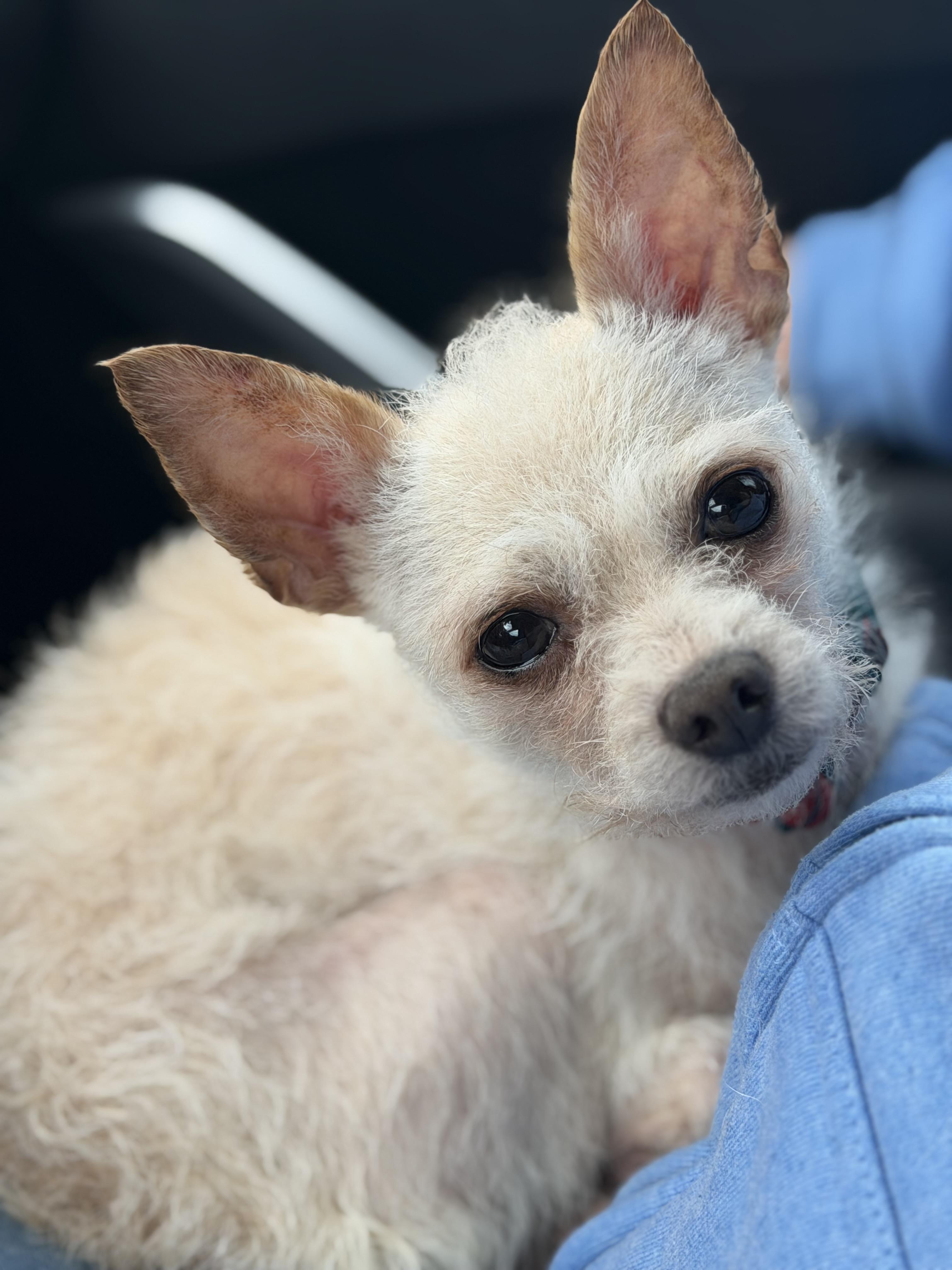 Enlarge Scotty, a Adoptable mixed breed in Yuba City, CA image 3/4