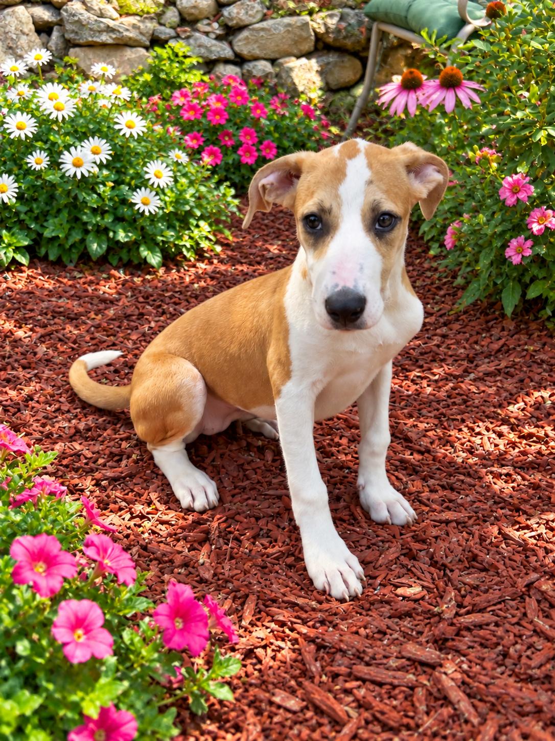 Enlarge Blossom, a Adoptable mixed breed in Wanaque, NJ image 3/3