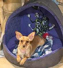 Wonder, a Adopted Chihuahua in Mentone, CA image 1/3