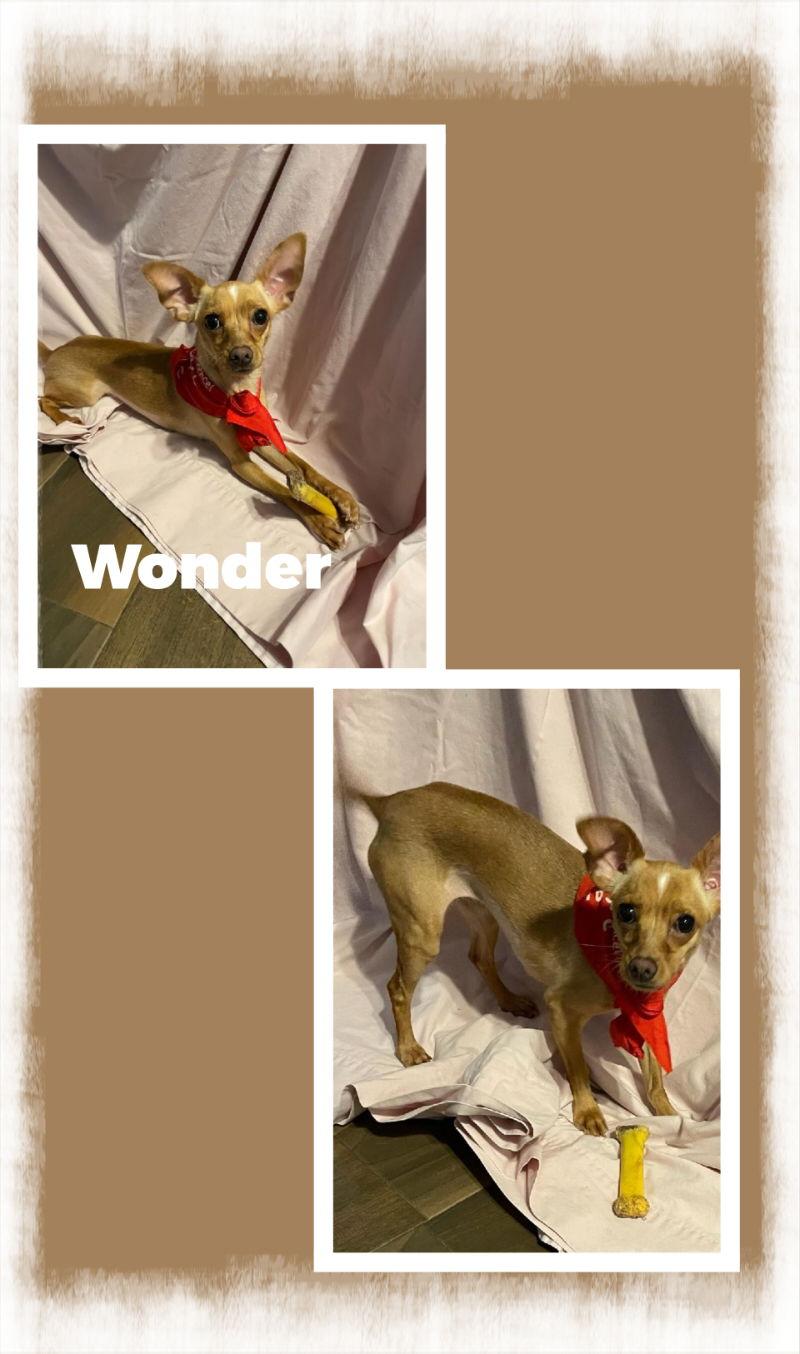 Wonder, a Adopted Chihuahua in Mentone, CA image 2/3