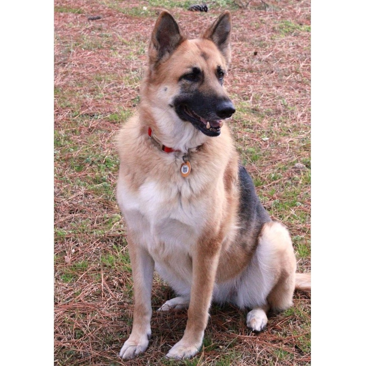 Luna (Courtesy Post), an adopted German Shepherd Dog in Clarksville, VA_image-1