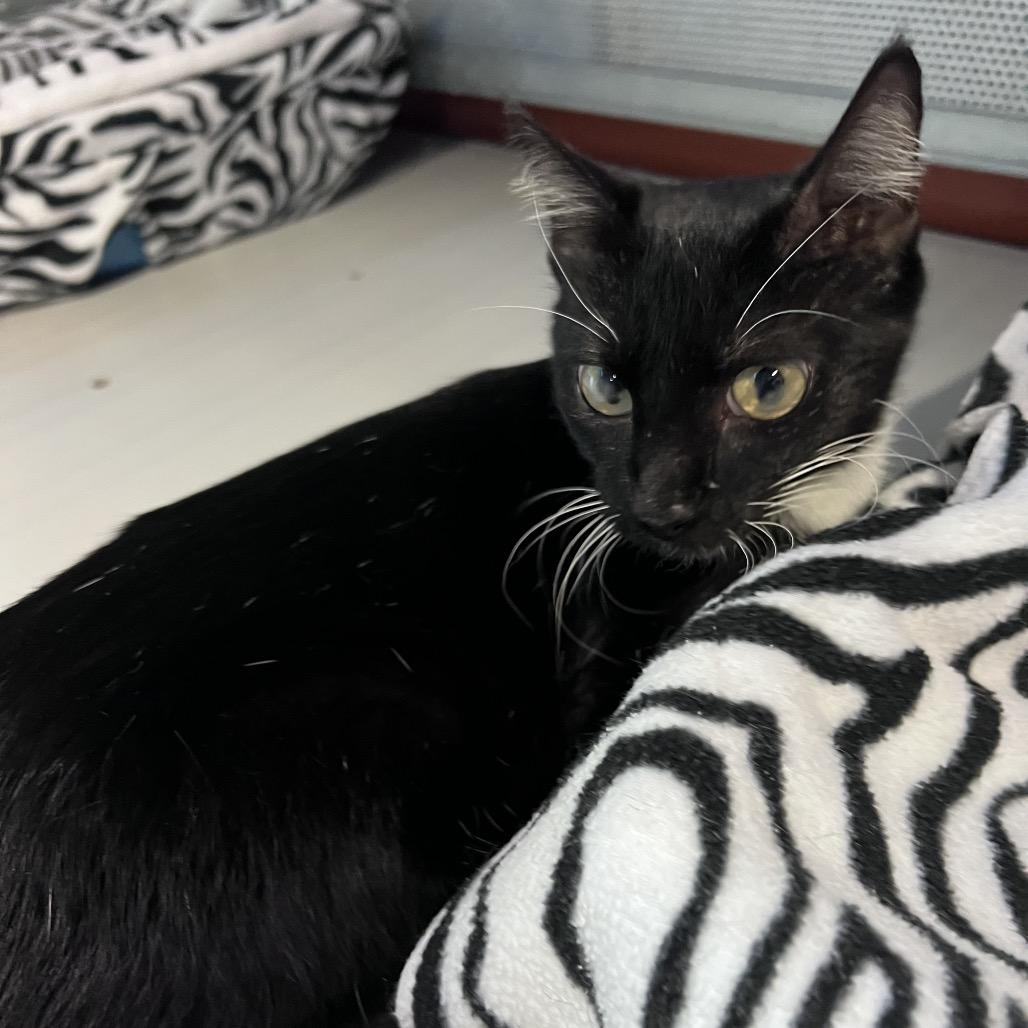 Azalea, Adoptable, Adult Female Domestic Short Hair.