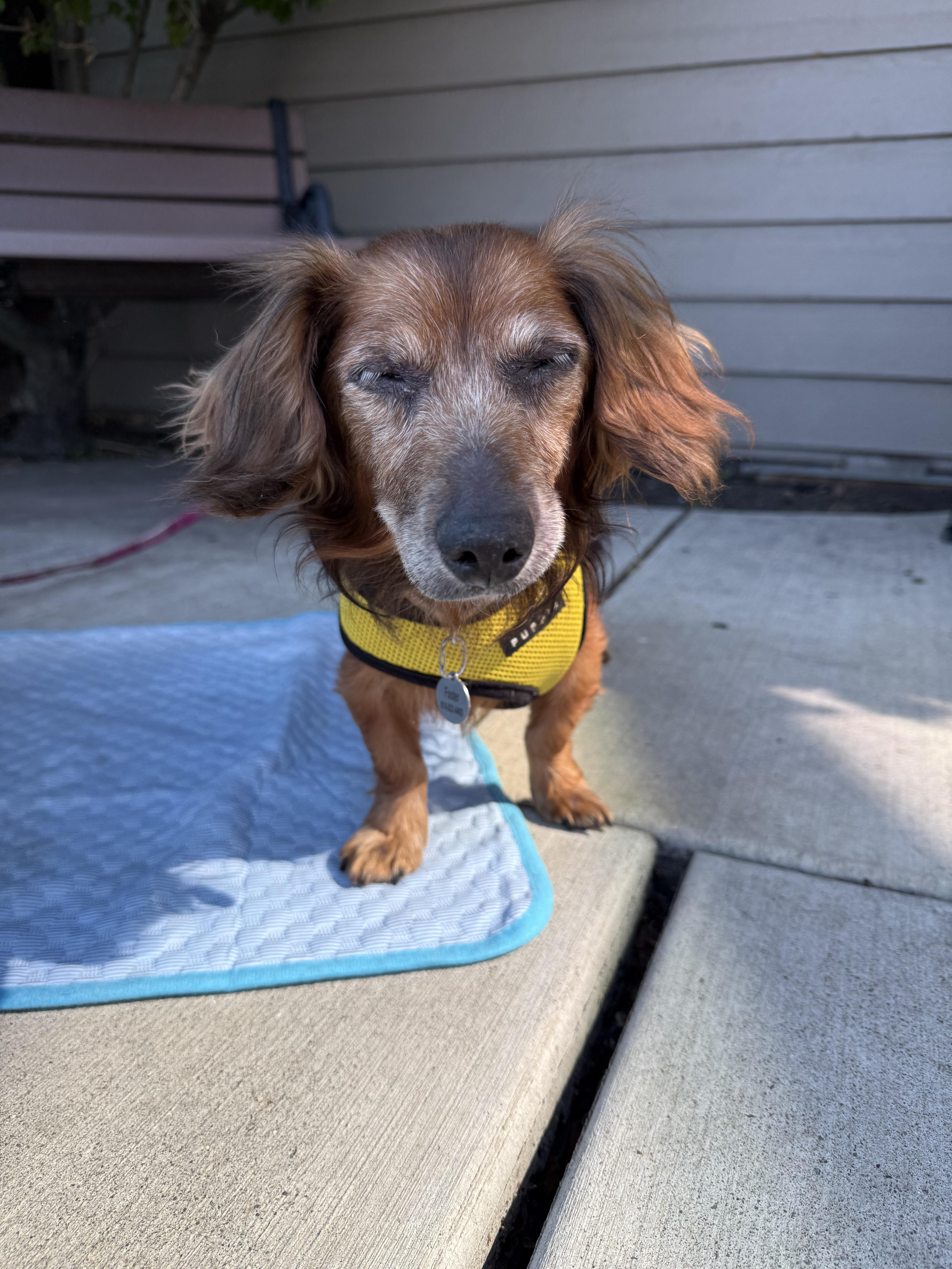 Lakota, a ADOPTABLE Dachshund (Miniature Long Haired) in Powell Butte, OR image 1/5