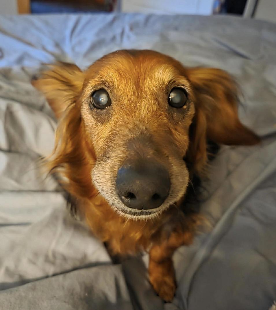Enlarge Lakota, a ADOPTABLE Dachshund (Miniature Long Haired) in Powell Butte, OR image 3/4