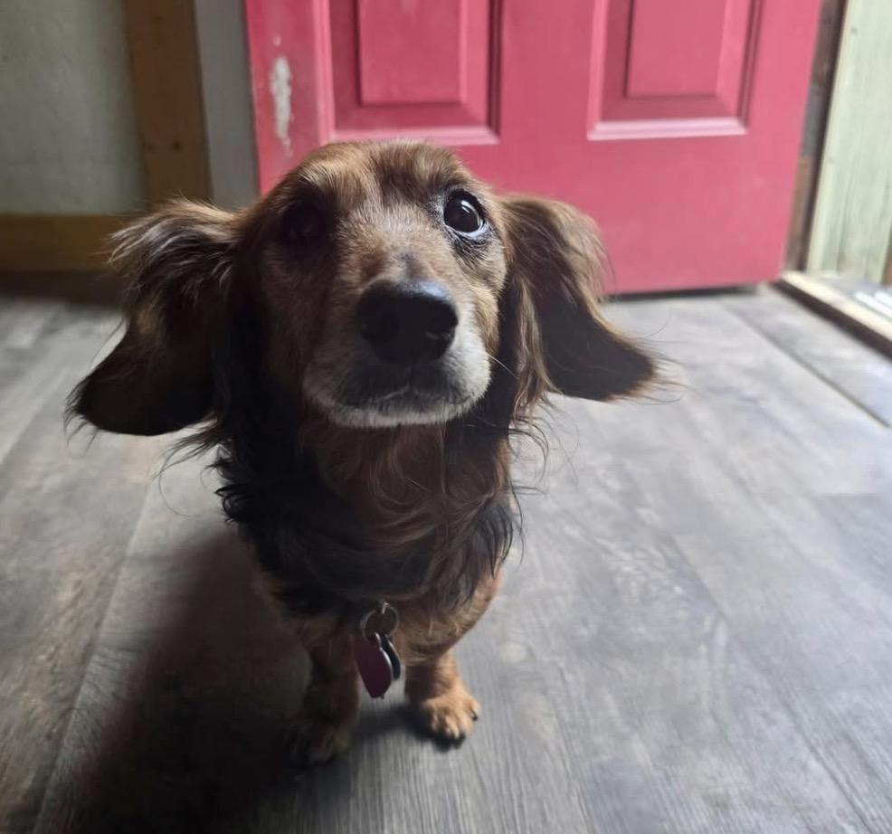 Lakota, a ADOPTABLE Dachshund (Miniature Long Haired) in Powell Butte, OR image 2/2
