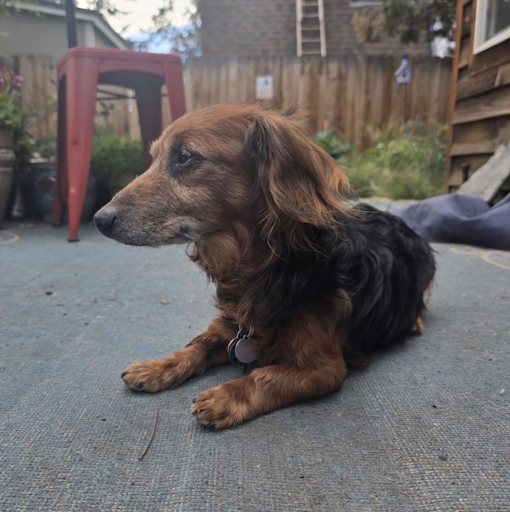 Lakota, ADOPTABLE, Senior Male Dachshund (Miniature Long Haired).