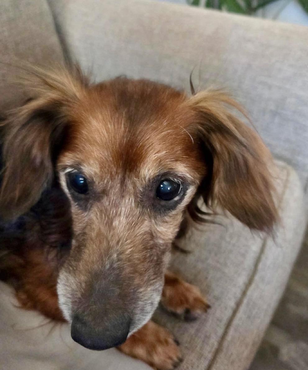 Enlarge Lakota, a ADOPTABLE Dachshund (Miniature Long Haired) in Powell Butte, OR image 4/4