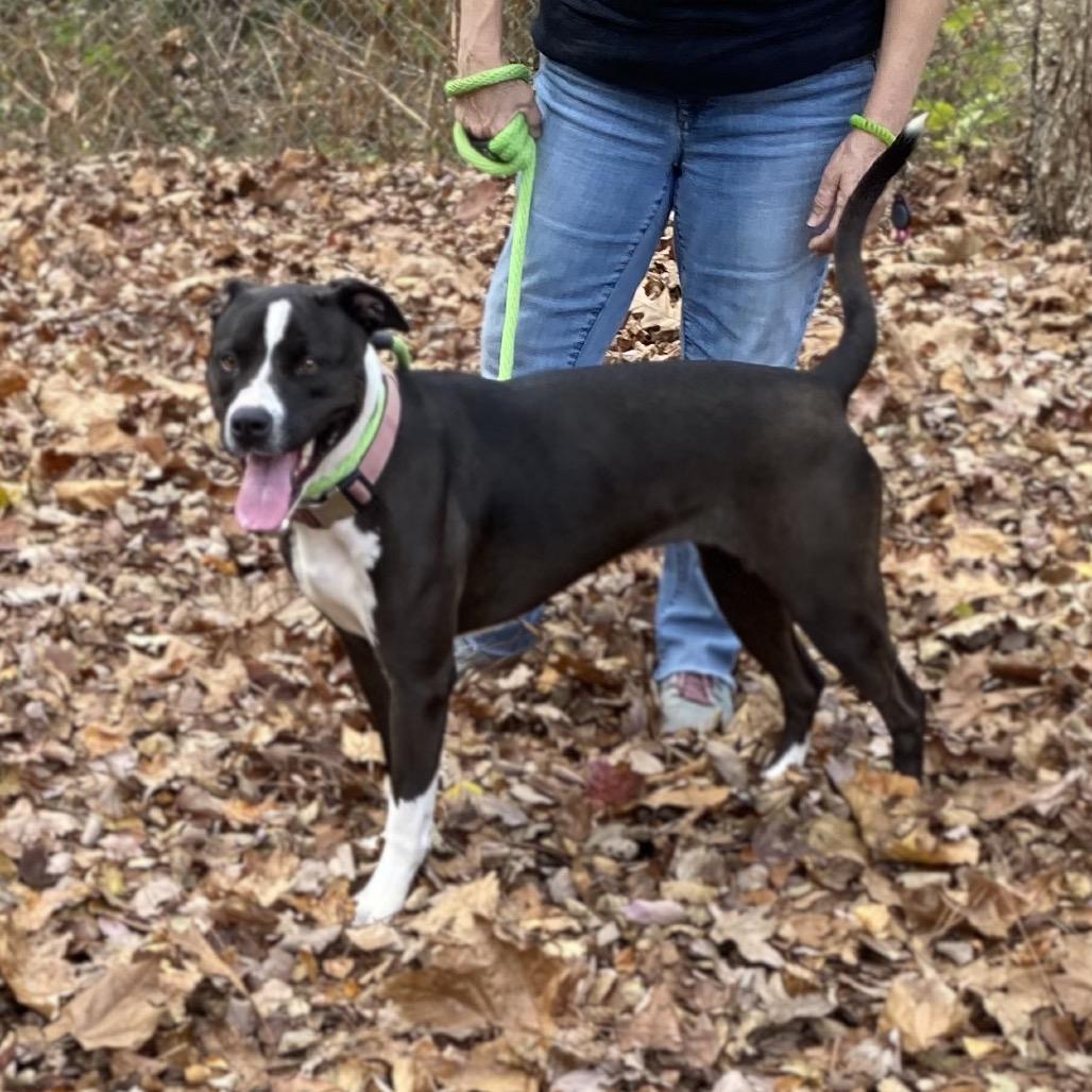 Marley Mae 2483, Adoptable, Adult Female Mixed Breed.