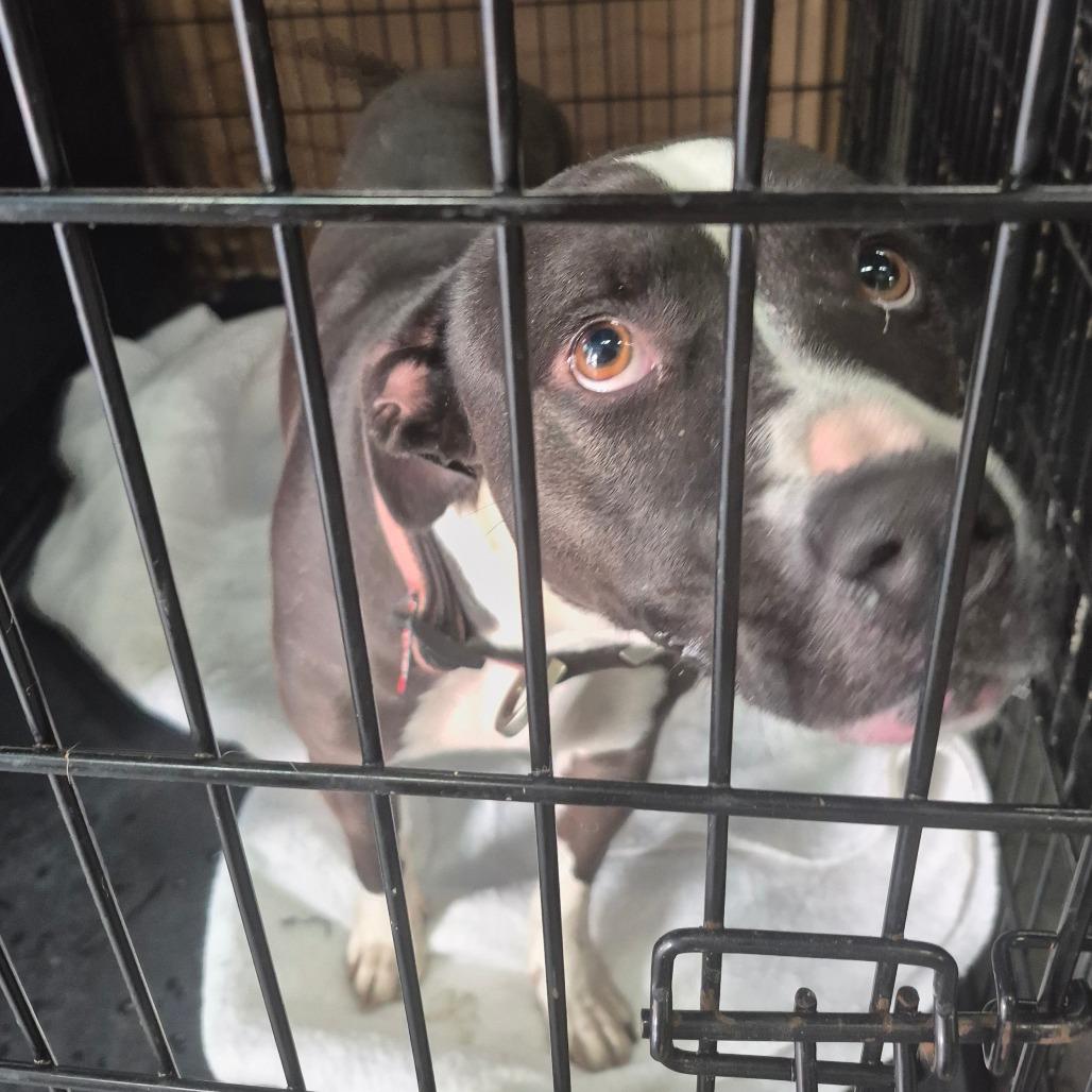 Marley Mae 2483, a Adoptable Mixed Breed in Columbus, GA image 3/6