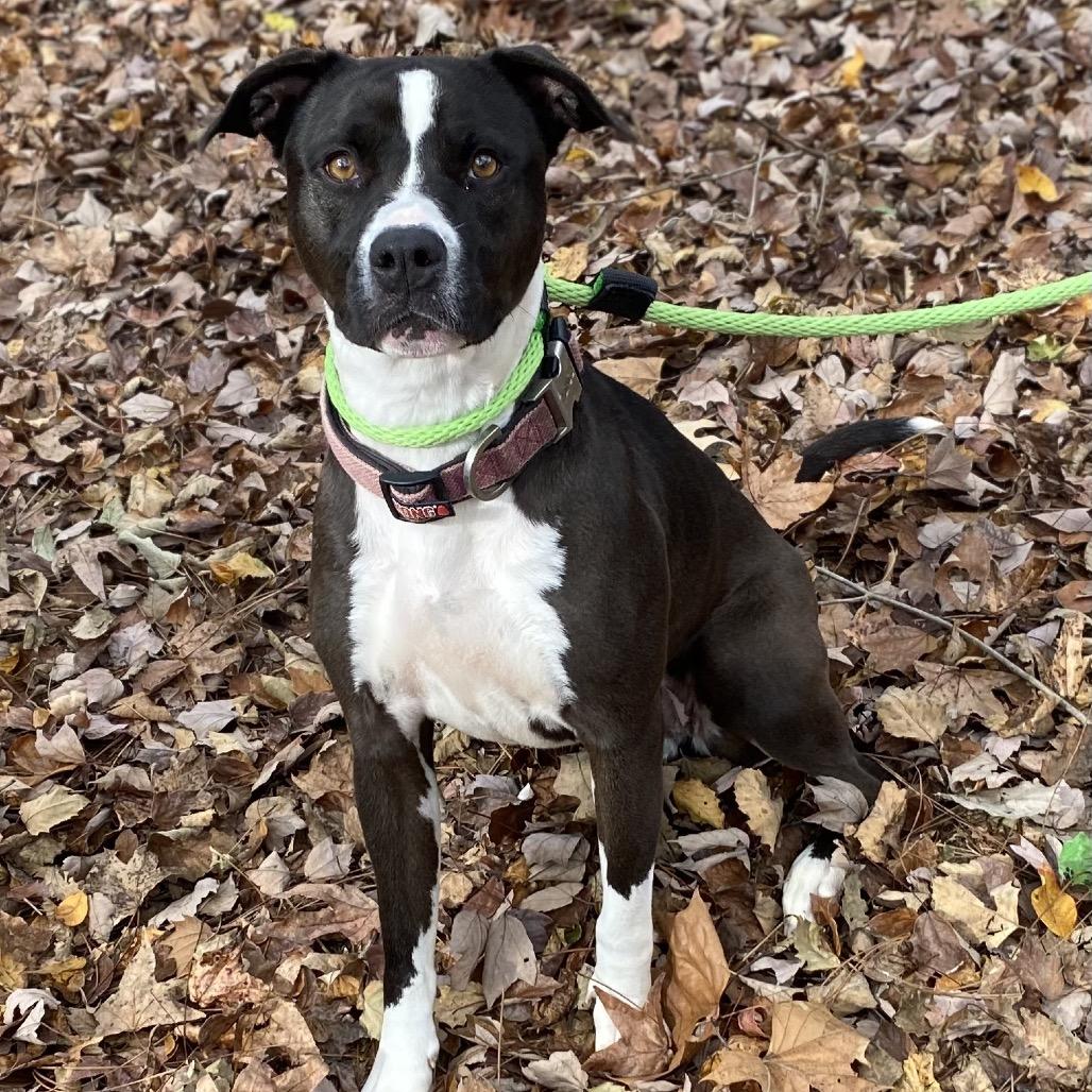 Marley Mae 2483, a Adoptable Mixed Breed in Columbus, GA image 4/6