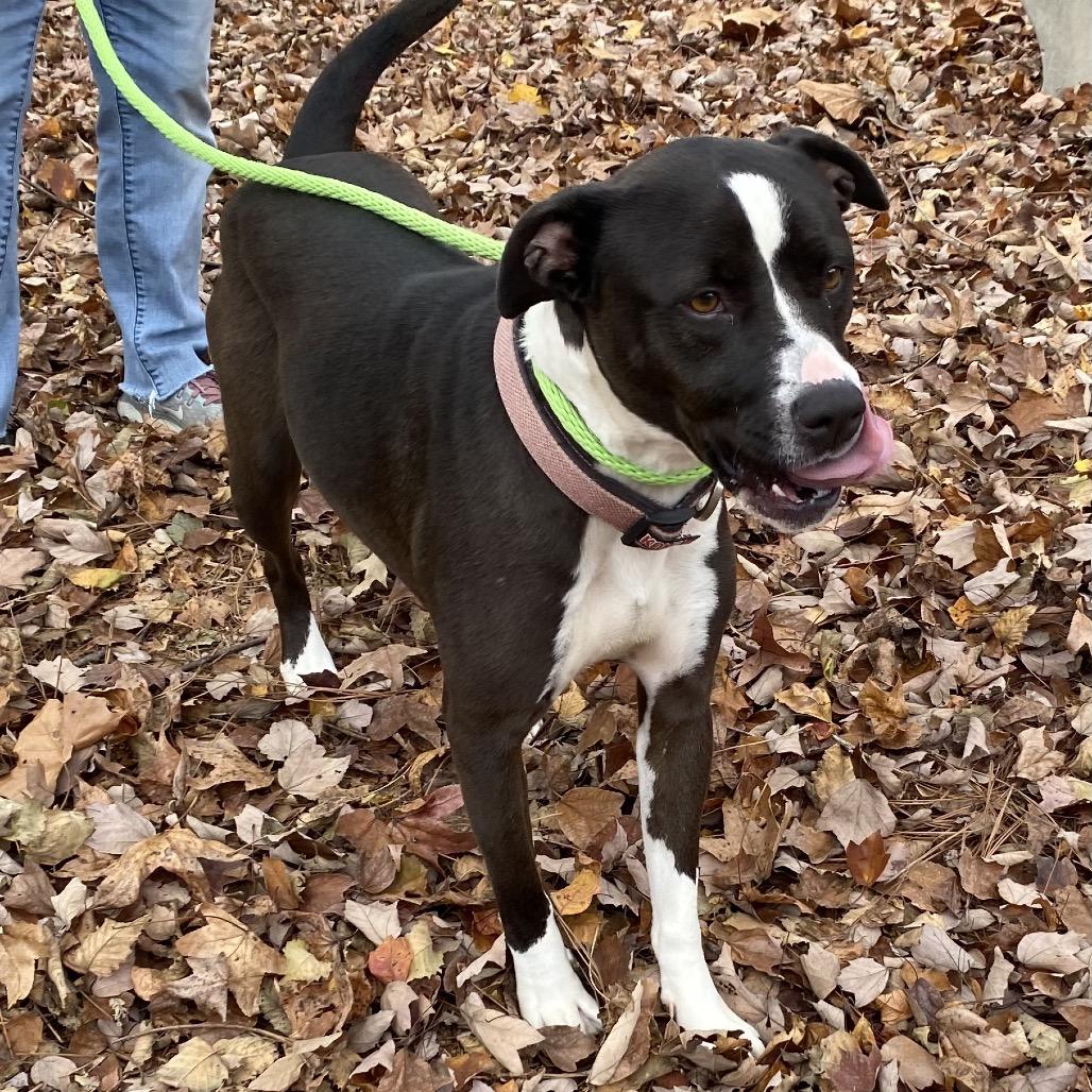 Marley Mae 2483, a Adoptable Mixed Breed in Columbus, GA image 6/6