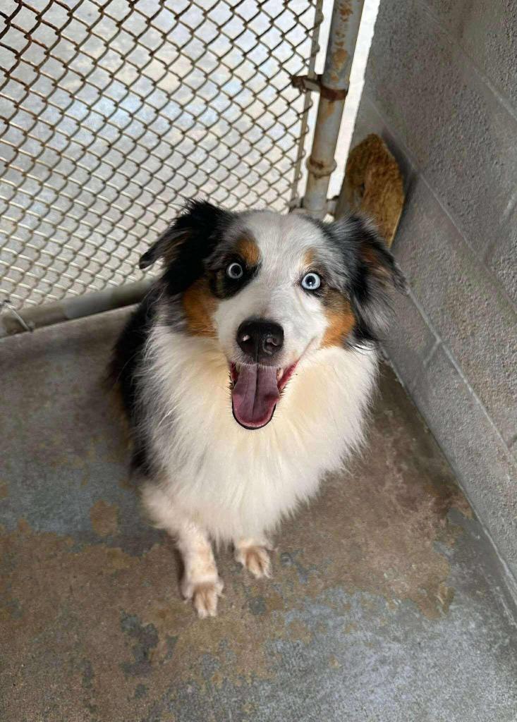 Enlarge Brand / Rigby, a Adoptable Australian Shepherd in Sebastian, FL image 1/6
