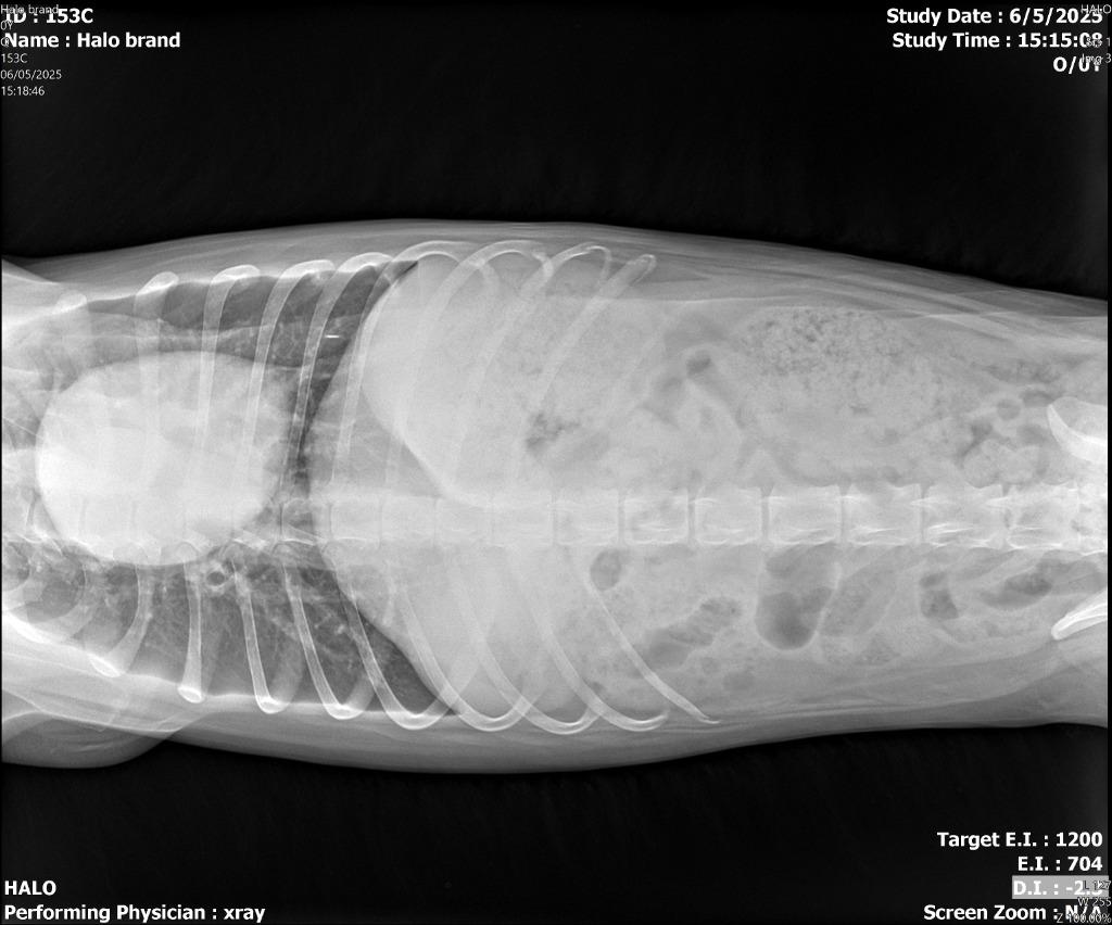 Enlarge Brand / Rigby, a Adoptable Australian Shepherd in Sebastian, FL image 2/6