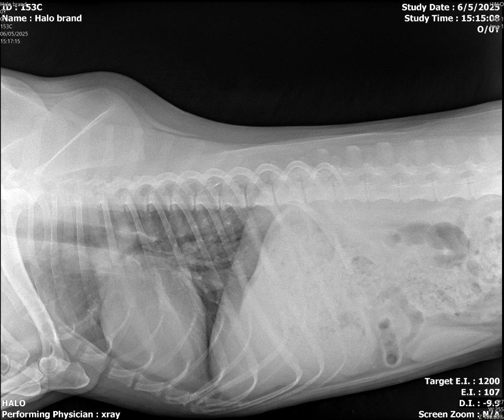 Enlarge Brand / Rigby, a Adoptable Australian Shepherd in Sebastian, FL image 3/6