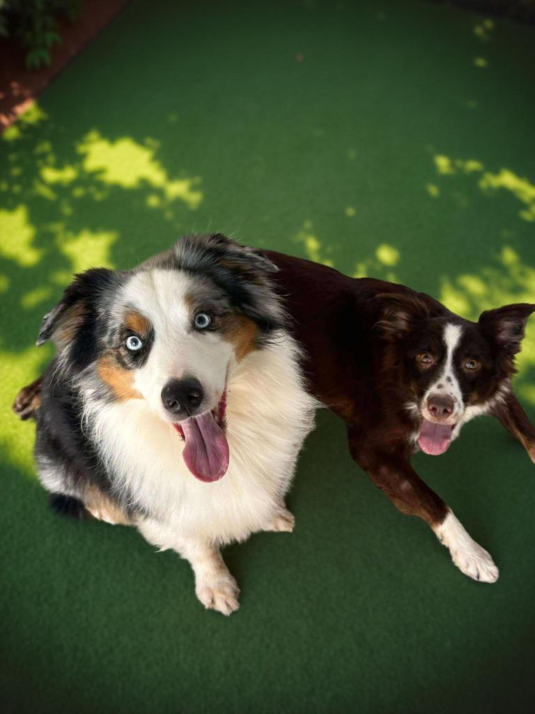Enlarge Brand / Rigby, a Adoptable Australian Shepherd in Sebastian, FL image 4/6