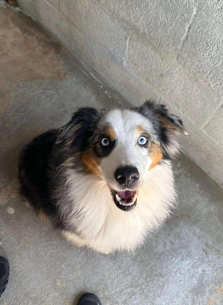 Enlarge Brand / Rigby, a Adoptable Australian Shepherd in Sebastian, FL image 6/6