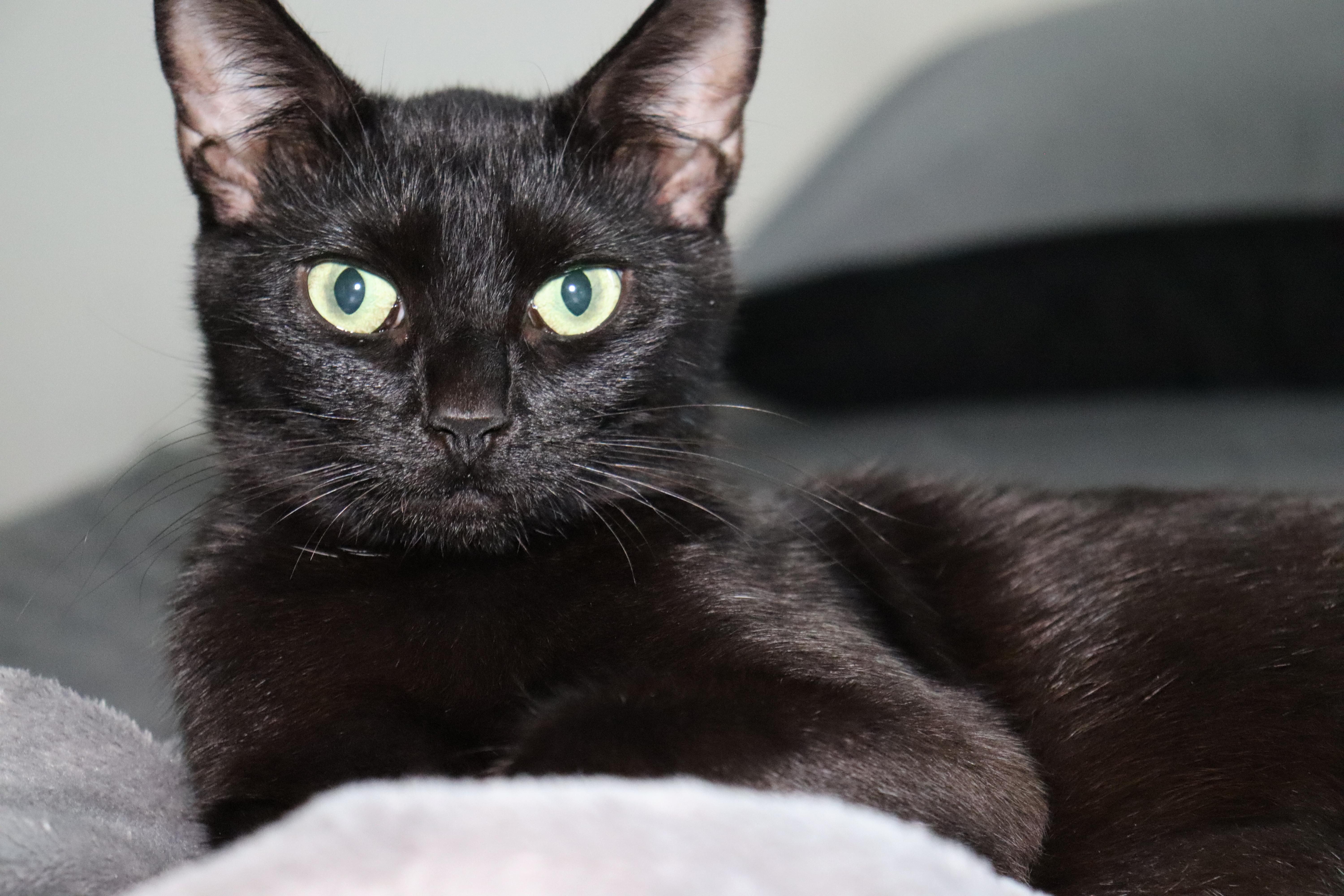 Enlarge Nyx, a Adoptable American Shorthair in KNOXVILLE, MD image 2/3