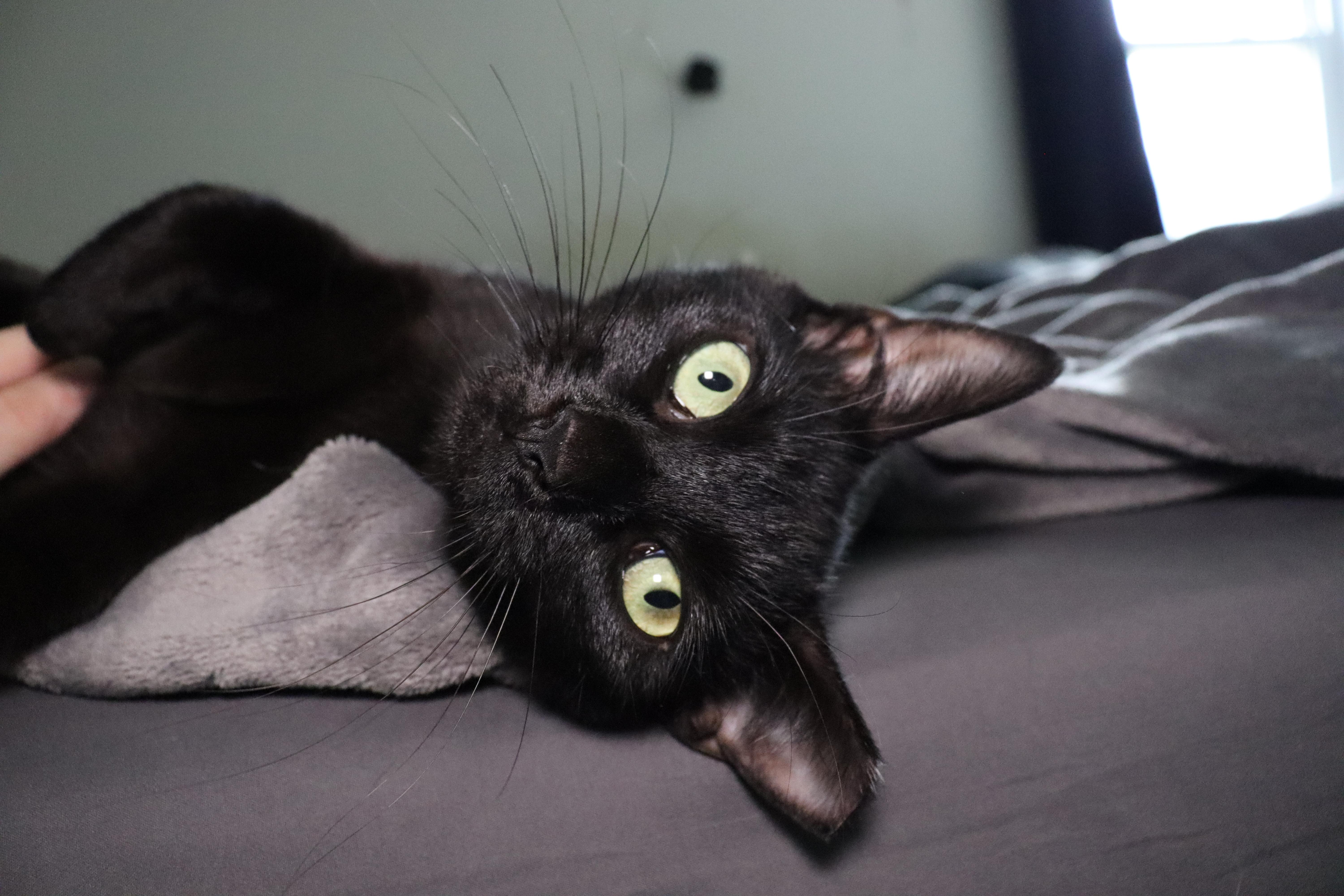 Nyx, Adoptable, Adult Female American Shorthair.